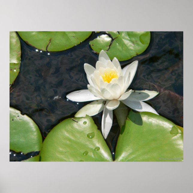 Poster White Water Lily (Devant)