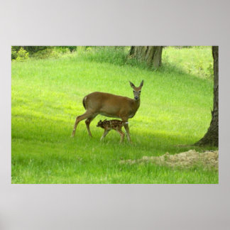 Poster WhiteTail Deer (Doe et Fawn)