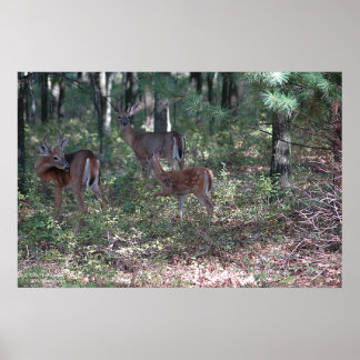 Poster Whitetail Deer in the Poconos. imprimer 0200