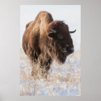 Poster Wild Bison