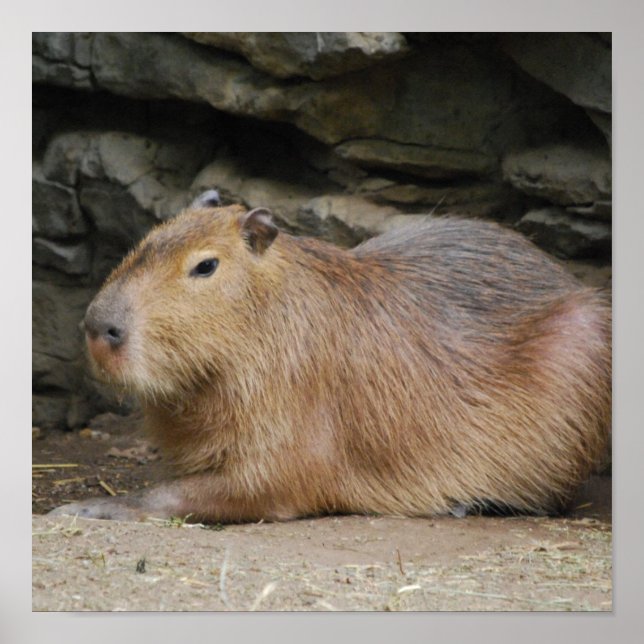 Poster Wild Capybara (Devant)