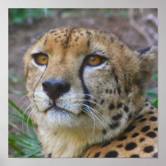 Poster Wild Cheetah (Devant)