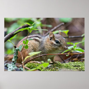 Poster Wild Chipmunk in the Rain