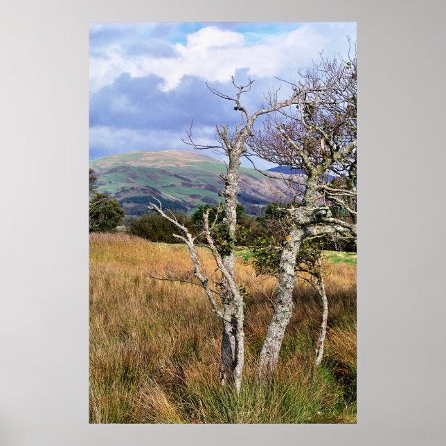 POSTER WILD WALDS (Devant)