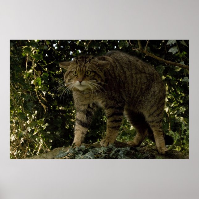 Poster - Wildcat écossais (Devant)