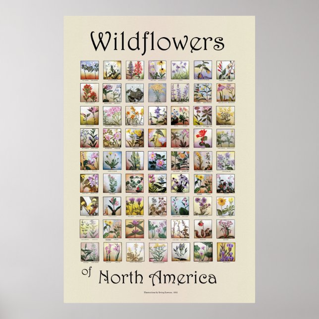 Poster Wildflowers of North America (Devant)