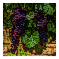 Winery Grapevine sunny tuscany vineyard