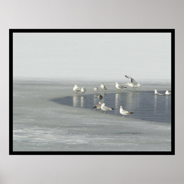 Poster Winter Birds (Devant)