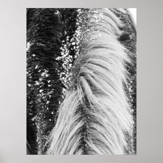 Poster Winter Horse Mane with Snow (Devant)