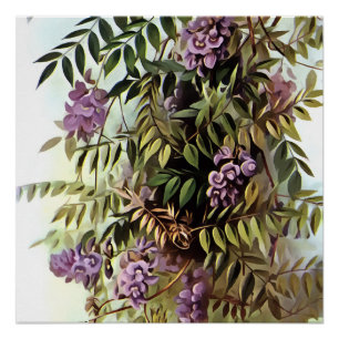 Poster Wisteria Frutescens peinture d'art botanique