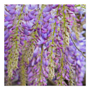 Poster Wisteria Violet Floral Blossom Tree Violet