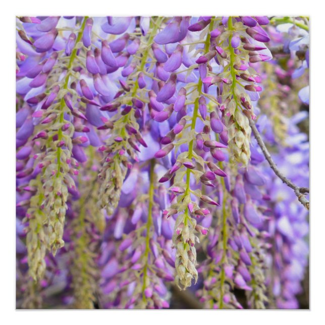 Poster Wisteria Violet Floral Blossom Tree Violet (Devant)
