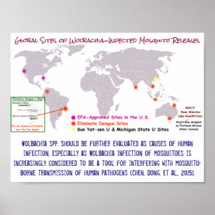 Poster Wolbachia et infection humaine par RoseWrites