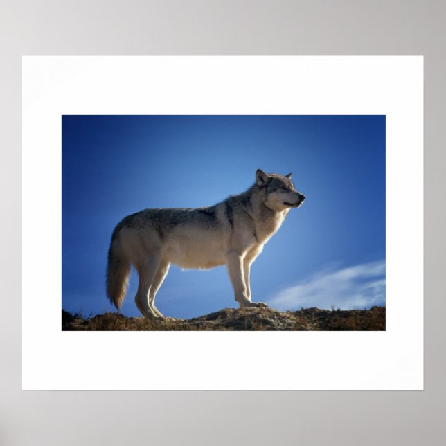 Poster Wolf (Devant)