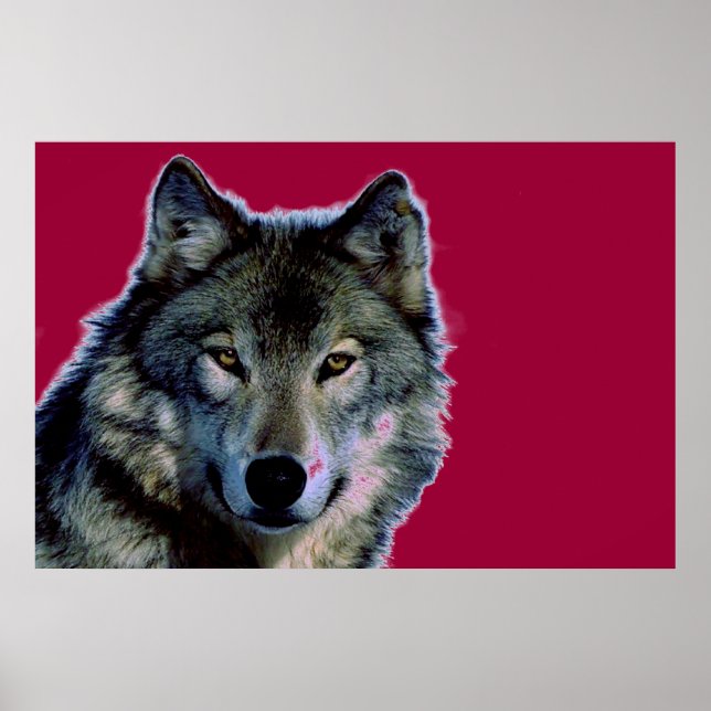 Poster Wolf (Devant)