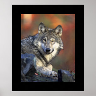 Poster Wolf