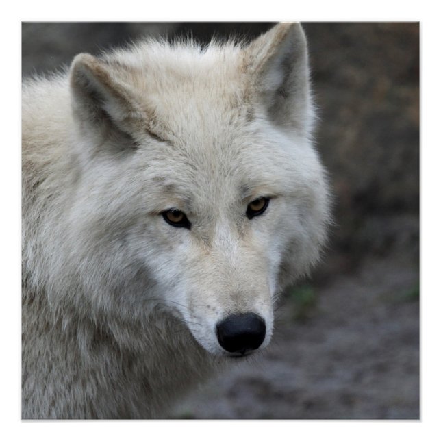 Poster Wolf_015 (Devant)