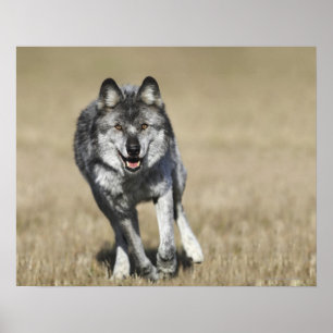Poster Wolf (Canis Lupus) Courir Vers La Caméra