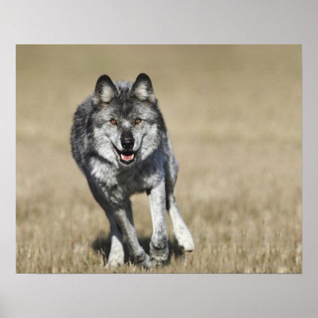 Poster Wolf (Canis Lupus) Courir Vers La Caméra (Devant)