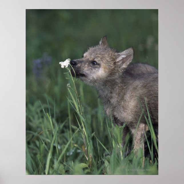 Poster Wolf Puppy Fleur sauvage de montagne (Devant)