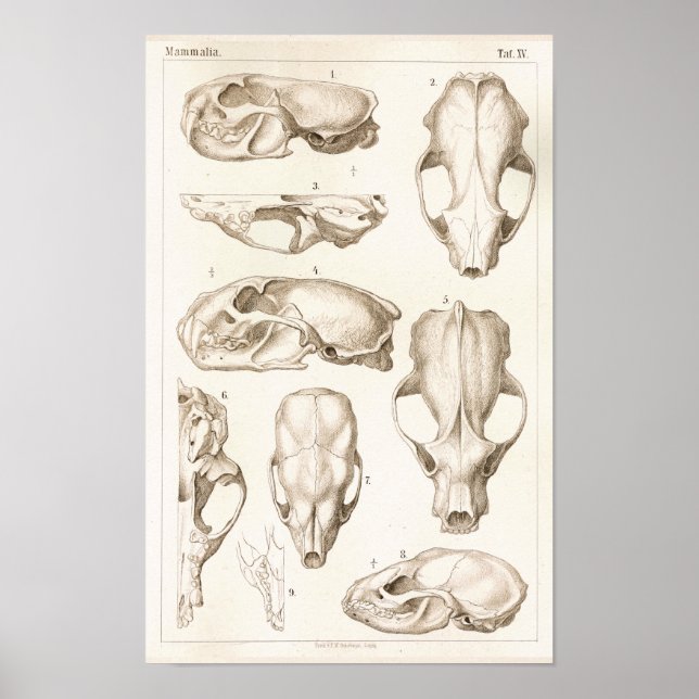 Poster Wolverine Skull Veterinary Anatomy Print (Devant)