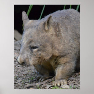 Poster Wombat australien