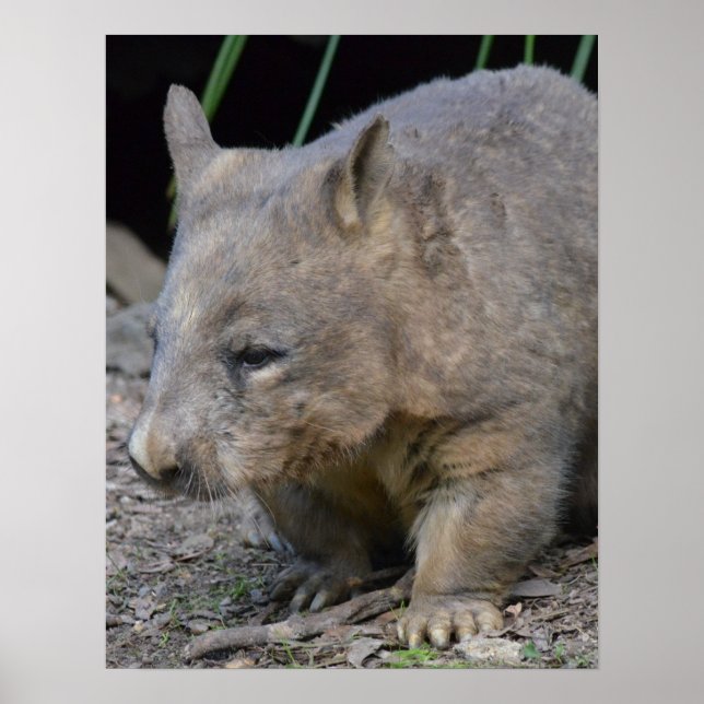 Poster Wombat australien (Devant)