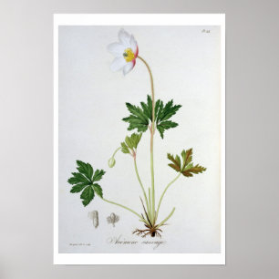 Poster Wood Anemone de 'Phytographie Medicale' par Josep