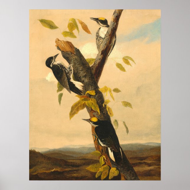 Poster Woodpecker - Joseph B. Kidd Fine Art (Devant)