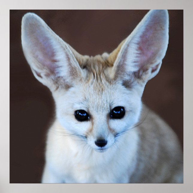 Poster Worlds Cutest Fennec Fox (Devant)