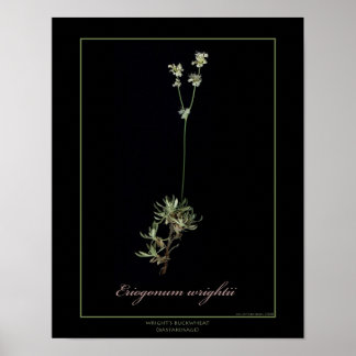 Poster Wright's Buckwheat Botanical Art Print