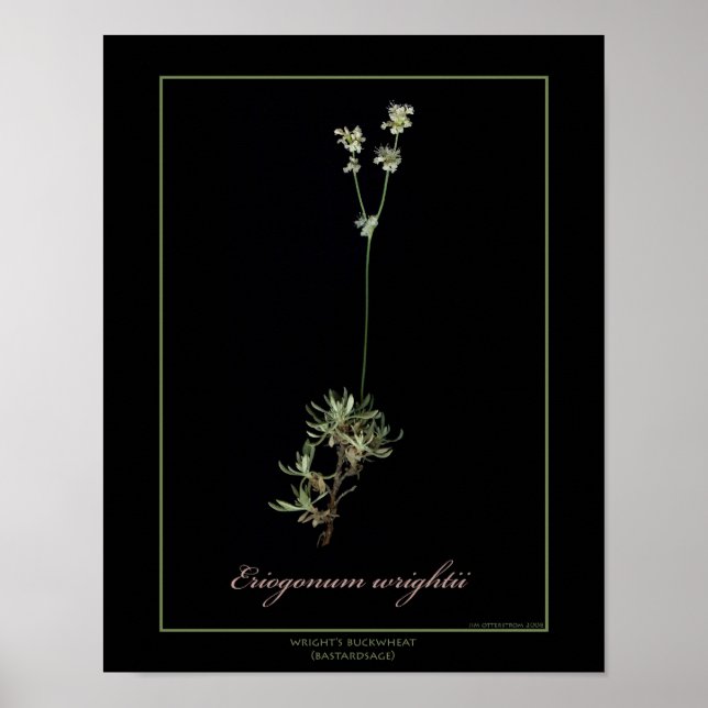 Poster Wright's Buckwheat Botanical Art Print (Devant)