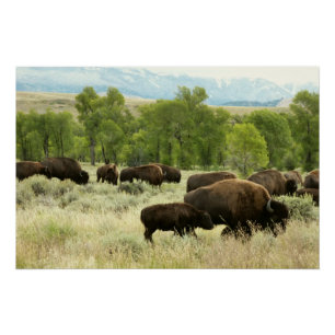 Poster Wyoming Bison Nature Animal Photographie