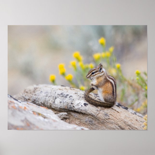 Poster Wyoming, Comté De Sublette, Moins Chipmunk (Devant)