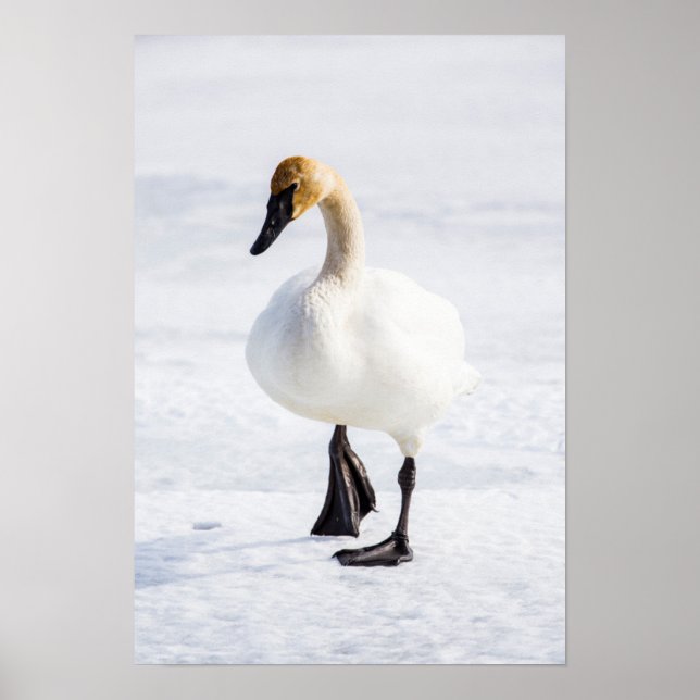 Poster Wyoming, Refuge national des wapitis, Cygne trompe (Devant)