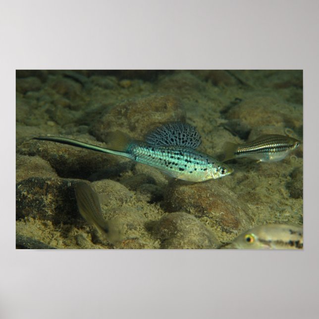 Poster Xiphophorus montezumae (Devant)