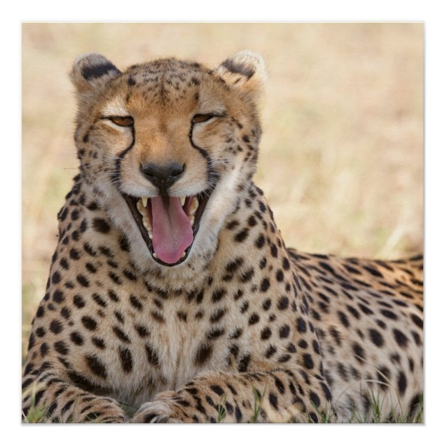 Poster Yawning Cheetah (Devant)