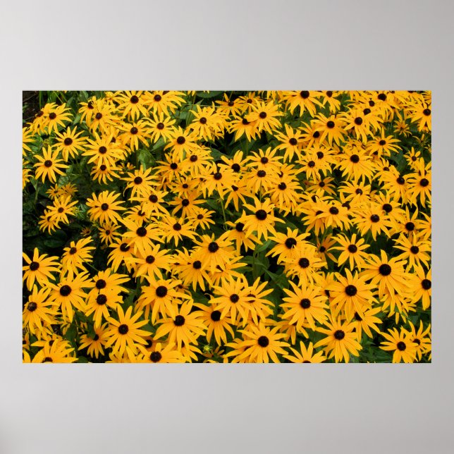 Poster Yellow Field of Daisies (Devant)