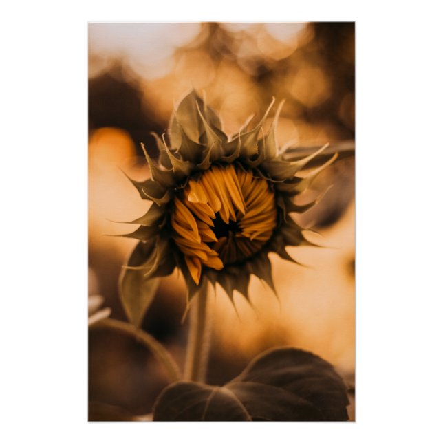 Poster Yellow Hardy Sunflower Art Meilleures photos de to (Devant)