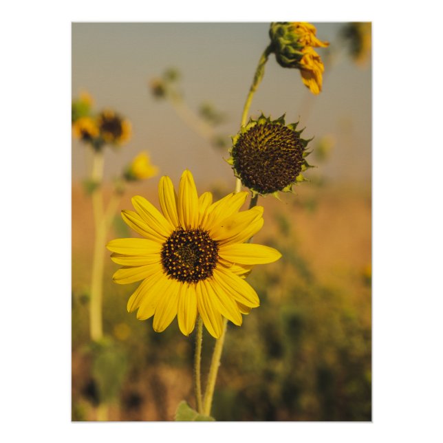 Poster Yellow Hardy Sunflower Meilleures photos de tourne (Devant)