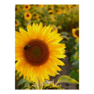 Poster Yellow Hardy Sunflower Meilleures photos de tourne