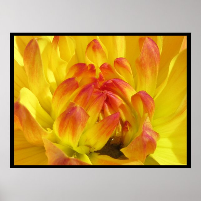 Poster Yellow Orange Flower (Devant)