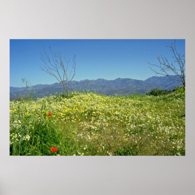 Poster yellow Spring field in the mountains of Cyprus flo (Devant)