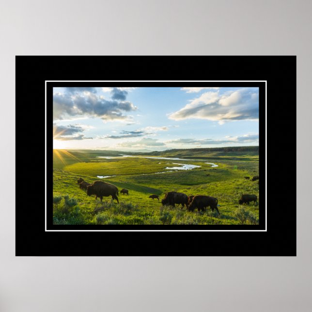 Poster Yellowstone Buffalo (Devant)