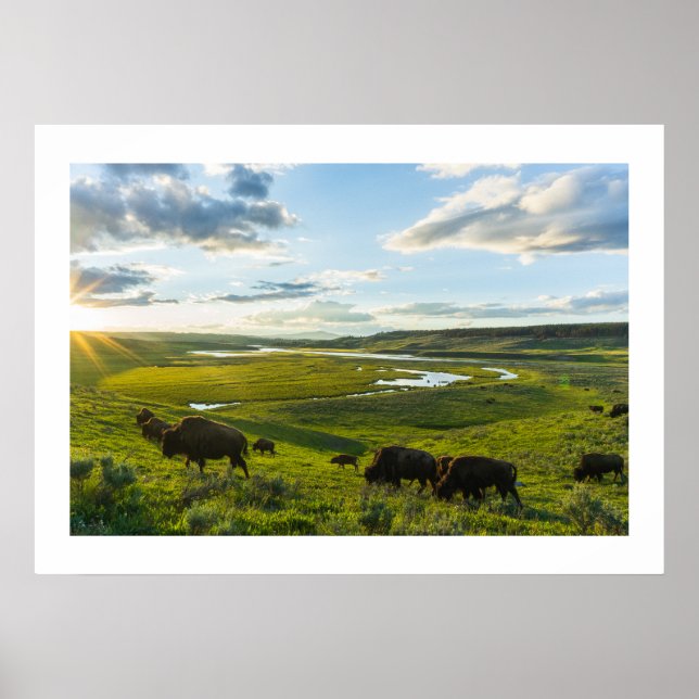 Poster Yellowstone Buffalo (Devant)