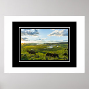 Poster Yellowstone Buffalo