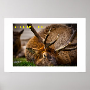 Poster Yellowstone Elk