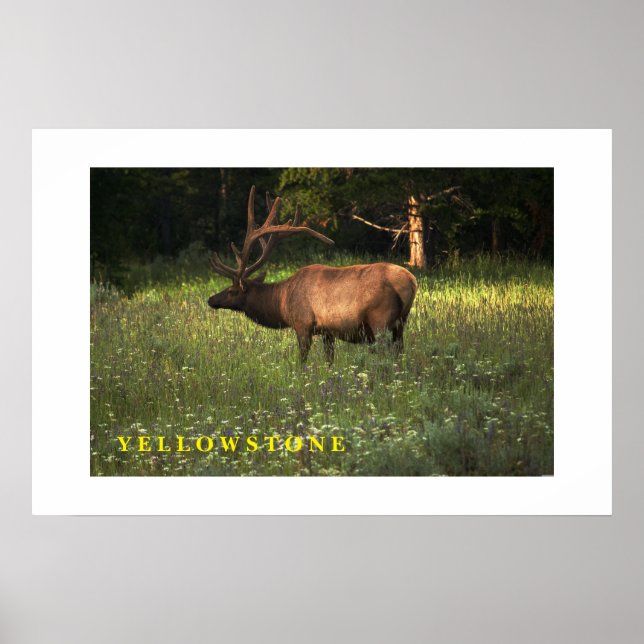 Poster Yellowstone Elk (Devant)