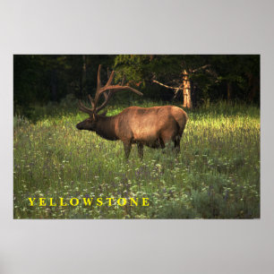 Poster Yellowstone Elk