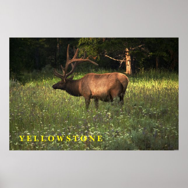Poster Yellowstone Elk (Devant)